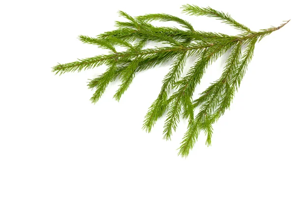 Christmas green framework isolated on white background — Stock Photo, Image