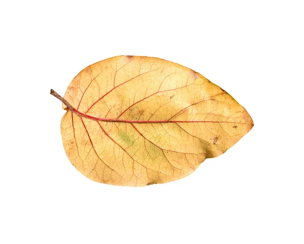 Hojas amarillas de otoño sobre un fondo blanco —  Fotos de Stock