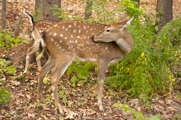 Dziecko red Deer w drewnie. Bandhavgarh. Indie. — Zdjęcie stockowe