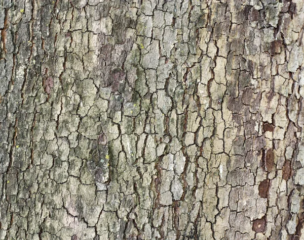 Cortex de l'aulne avec lichen - texture — Photo
