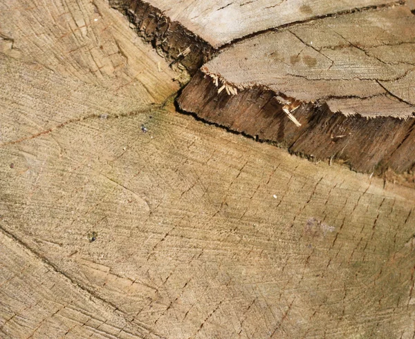Holzstruktur. es ist möglich, als Hintergrund zu verwenden. — Stockfoto