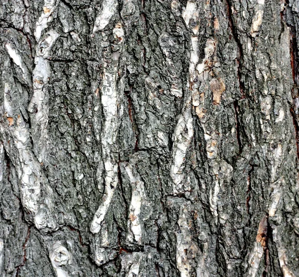 橡木树皮纹理 — 图库照片