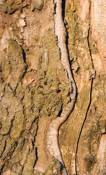 Eski ağaçlık — Stok fotoğraf