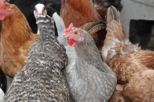 Un gruppo di polli da pascolo allevati peck per l'alimentazione a terra — Foto Stock