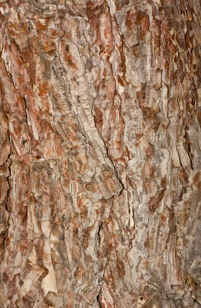 Casca texturizada de pinheiros, parque nacional Phu Kradueng, Tailândia — Fotografia de Stock