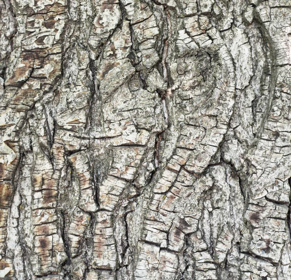Corteza de pino en el bosque —  Fotos de Stock