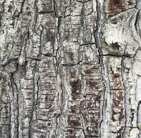 Tiro de textura de corteza de árbol marrón, llenando el marco — Foto de Stock