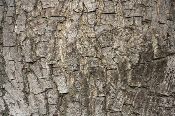 Textura záběru hnědé kůry stromu, vyplňující rám — Stock fotografie