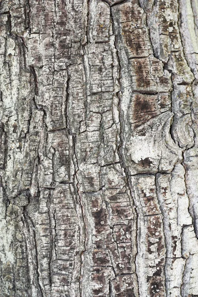 Texturaufnahme der braunen Baumrinde, die den Rahmen ausfüllt — Stockfoto