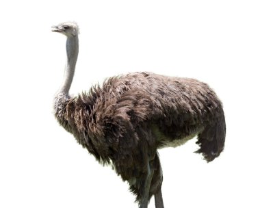 Ostrich on white background clipart