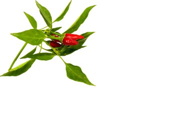 Little red hot Hawaiian Chile Peppers clipart