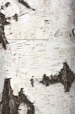 Texture of birch bark, background clipart