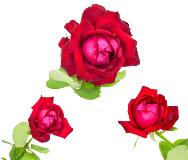 Rød rose isoleret på hvid baggrund - Stock-foto