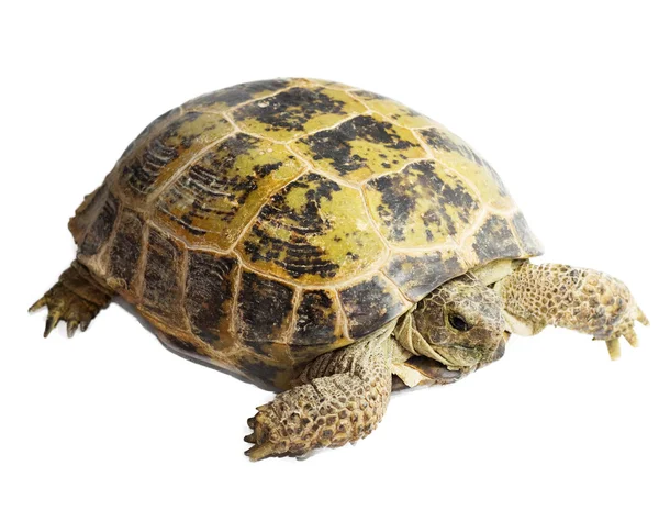 Tortoise isolated on white background — Stock Photo, Image