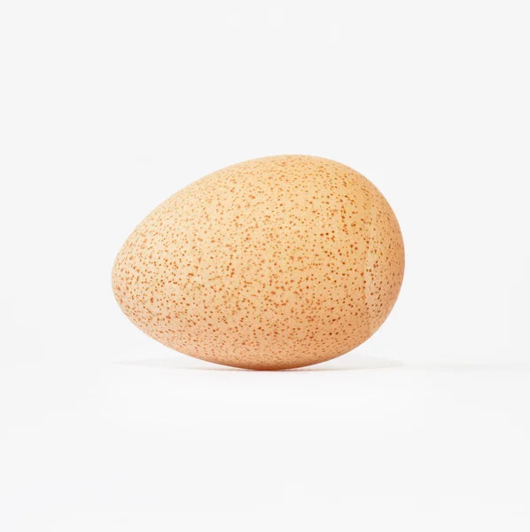 Яйцо подопытной птицы — стоковое фото