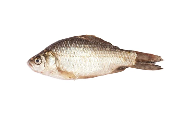 Pesce su sfondo bianco — Foto Stock