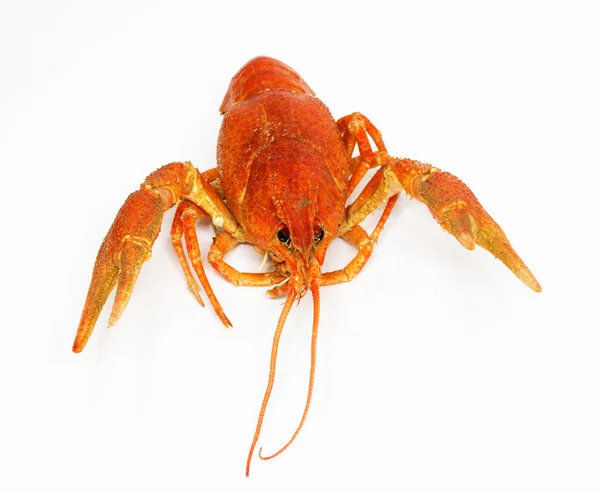 Lobster merah besar yang dimasak di atas putih — Stok Foto