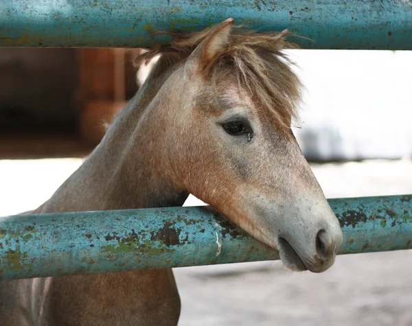 Vacker som en bild-head shot av kastanj ponny i svenska roadtrip — Stockfoto