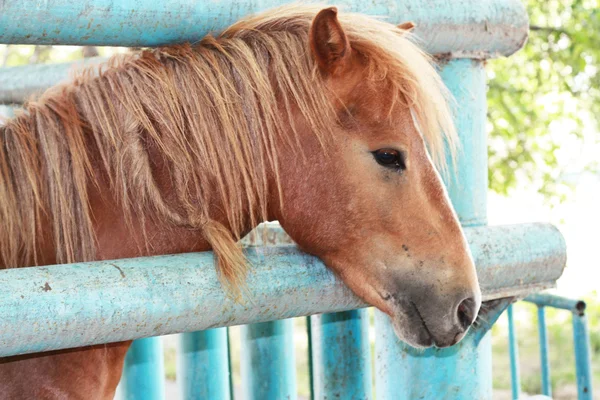Cavalo vermelho — Fotografia de Stock
