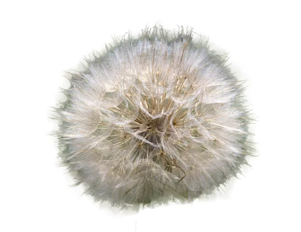 Bellissimo fiore del tarassaco sfondo dell'erba — Foto Stock