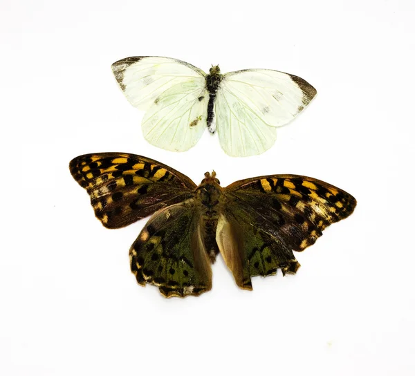 两个美丽的热带蝴蝶在白色绝缘 — 图库照片