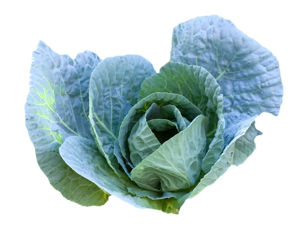 Cabbage head growing on the vegetable bed — Stock Photo, Image
