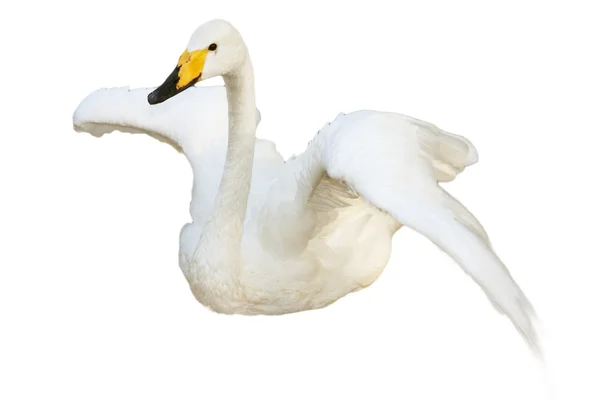 Swan, isolated — Stock Photo, Image