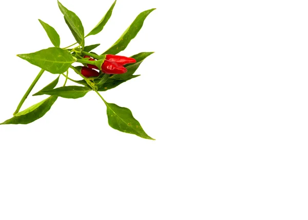 Malé červené horké havajské chile papričky — Stock fotografie
