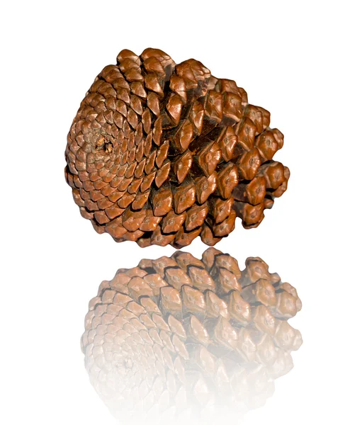Cedar cone isolated on white background — Stock Photo, Image