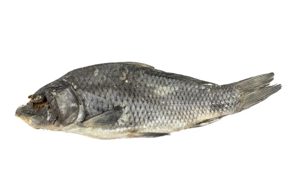 Torkad fisk fördelas på en vit bakgrund — Stockfoto