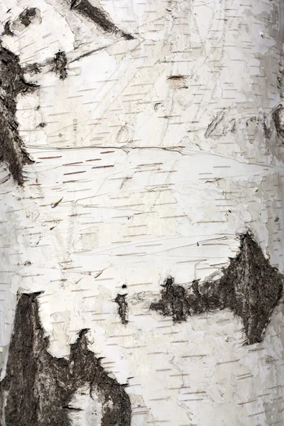 桦树皮的结构、背景 — 图库照片