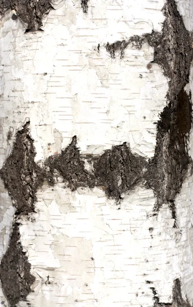 桦树皮的结构、背景, — 图库照片