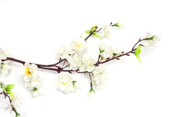 흰색 바탕에 체리 봄 꽃 — 스톡 사진