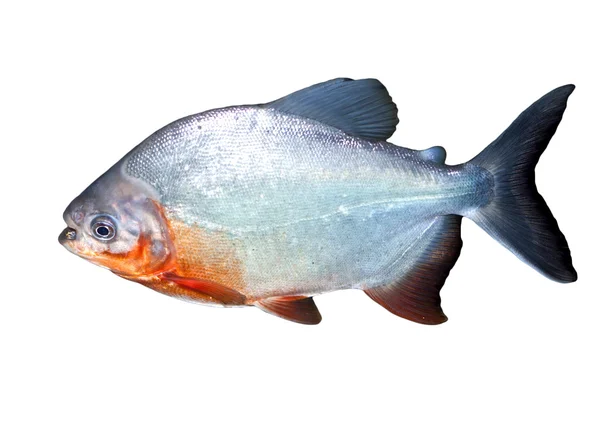 Piranha fisk i vatten med urklippsbana — Stockfoto