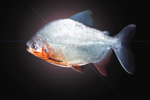 ピラニア魚 — ストック写真