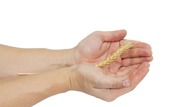 Oreja de trigo en mano macho sobre blanco —  Fotos de Stock