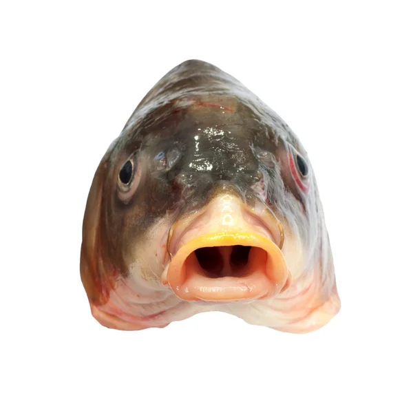 Head of big carp — Stock Photo, Image