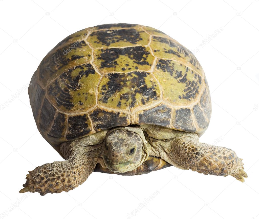 Tortoise isolated on white background — Stock Photo © schankz #6873361