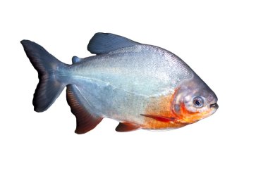 Piranha fish clipart