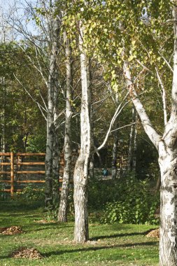 Birches sonbahar tarafından