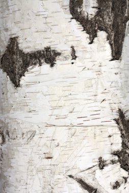 Texture of birch bark, background clipart