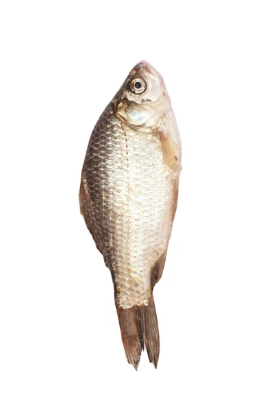 Fisk på en vit bakgrund — Stockfoto