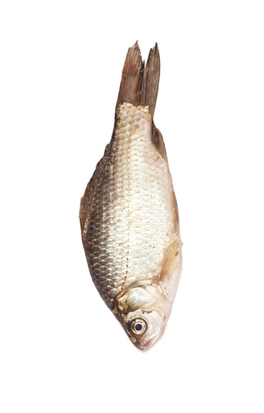 Рыба на белом фоне — стоковое фото