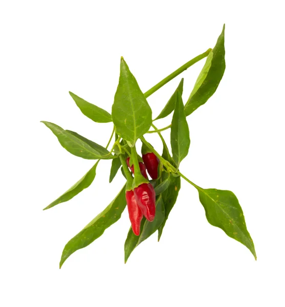 Pequenas pimentas quentes havaianas vermelhas do Chile — Fotografia de Stock