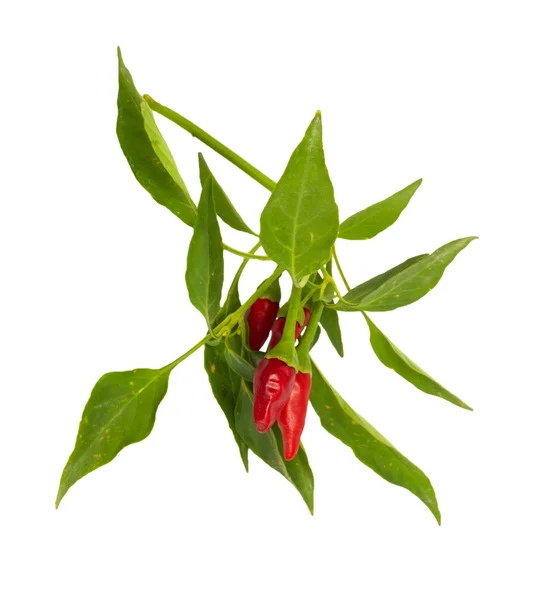 Pequenas pimentas quentes havaianas vermelhas do Chile — Fotografia de Stock