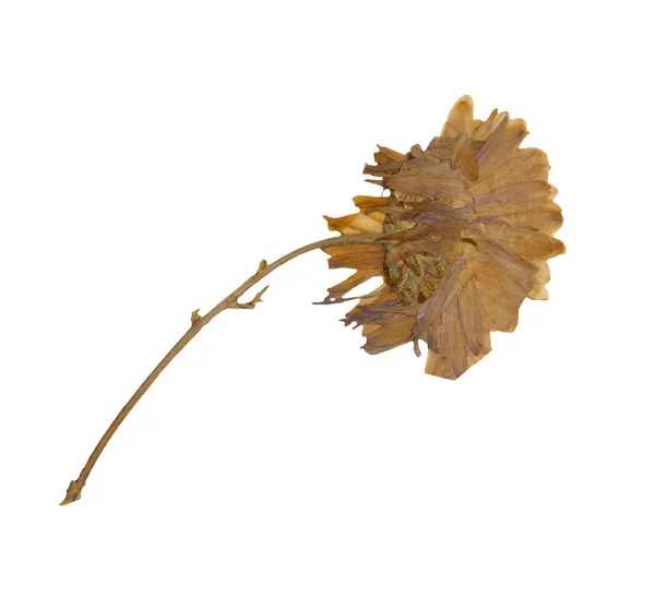Сухой цветок — стоковое фото