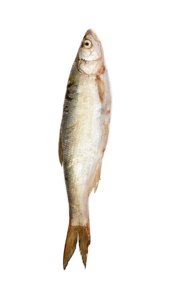 Рыба — стоковое фото
