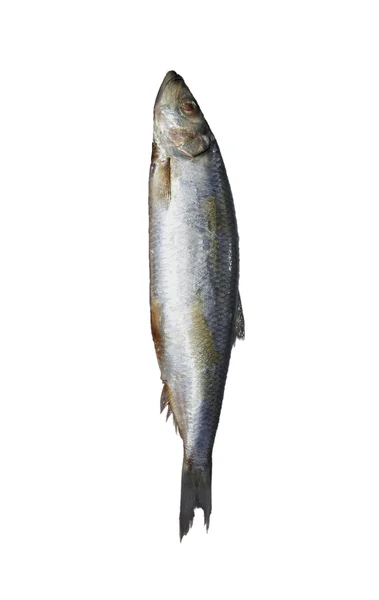 Ikan haring. Seri gambar makanan yang berbeda pada latar belakang putih — Stok Foto