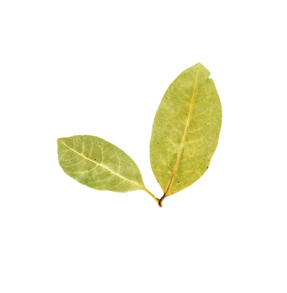 Bay leaves — Stock Photo, Image