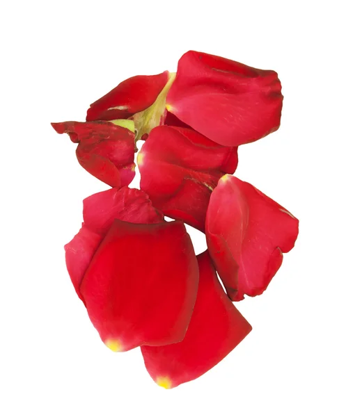 Rosenblätter isoliert auf weiß — Stockfoto